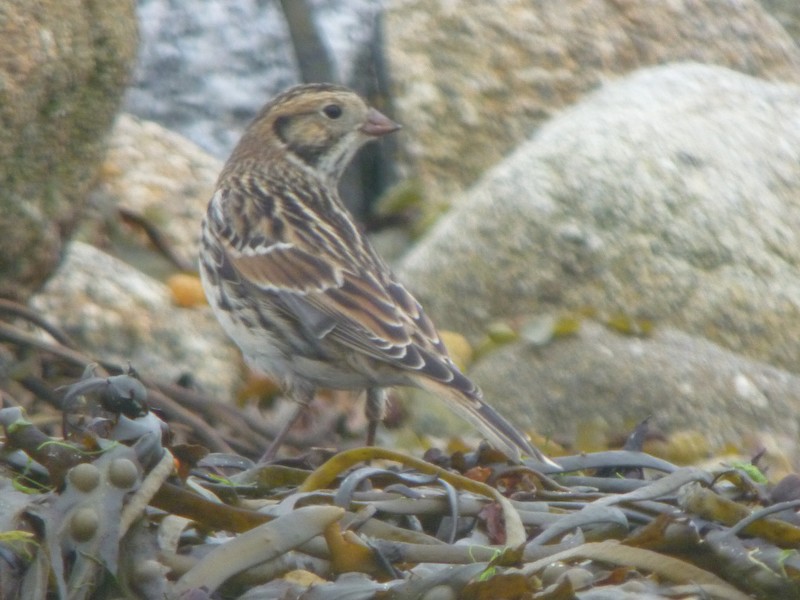 Lapland Bunting