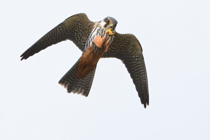 Hobby