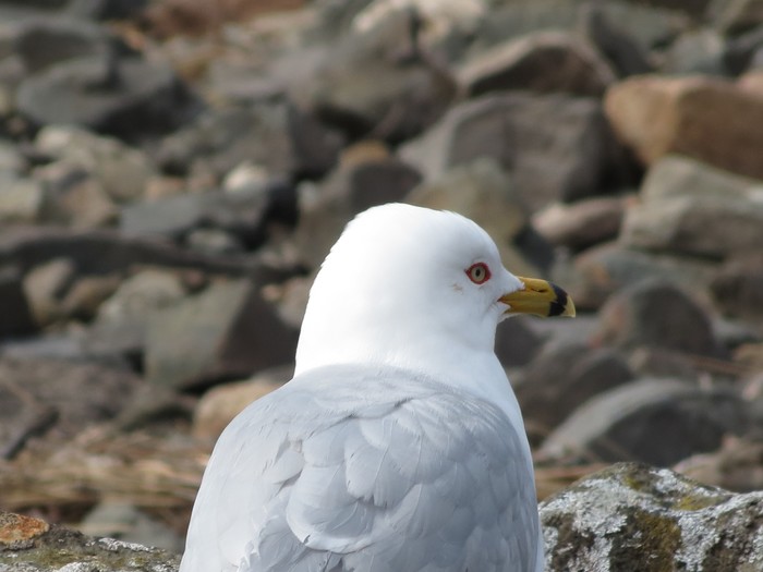 Ring-billed Gull