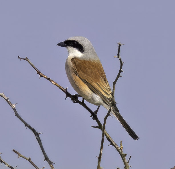 Red-backed Shrike
