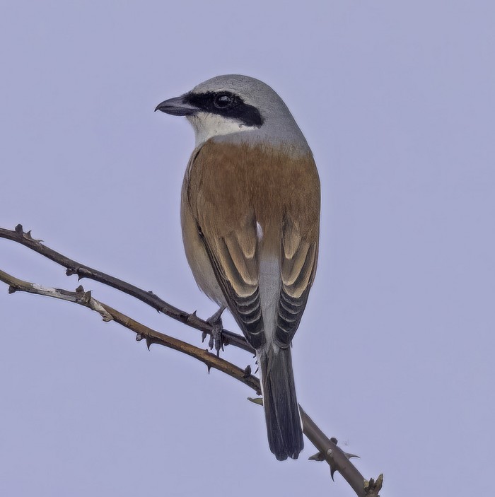 Red-backed Shrike