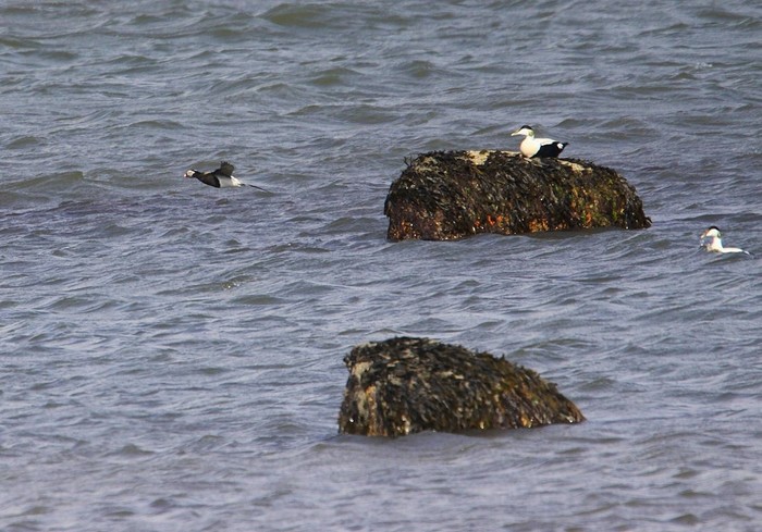 Long-tailed Duck