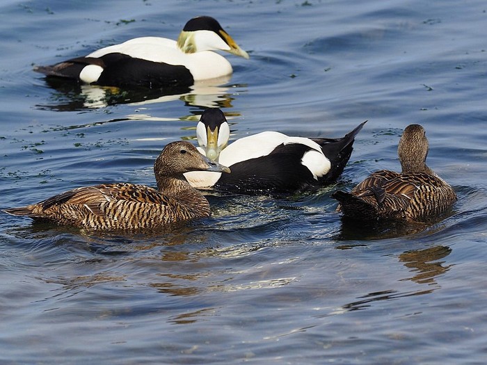 Eider