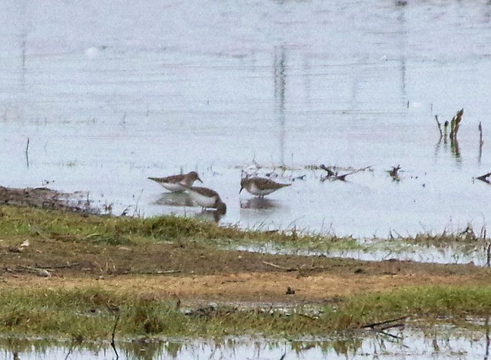 Temminck's Stint