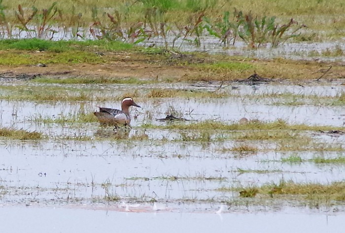 Garganey