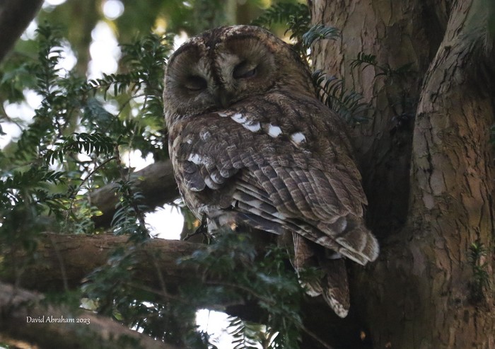 Tawny Owl 