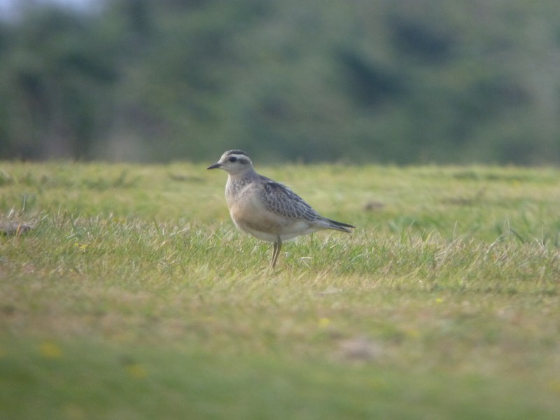 Dotterel