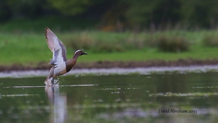 Garganey 