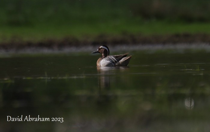 Garganey 