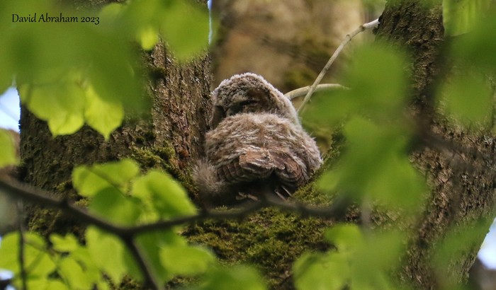 Tawny Owl