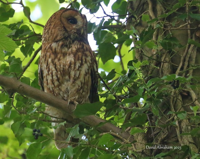 Tawny Owl 