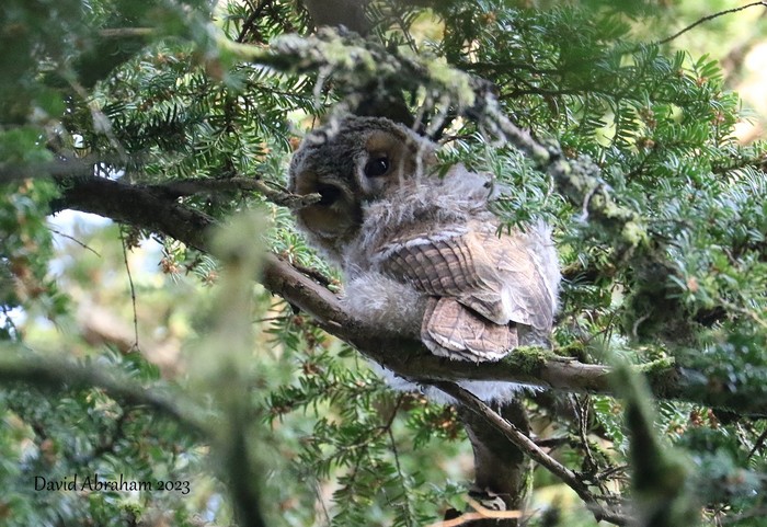 Tawny Owl 