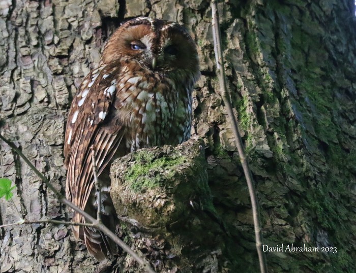 Tawny Owl 