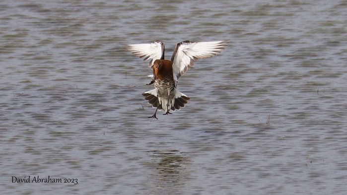 Black-tailed Godwit