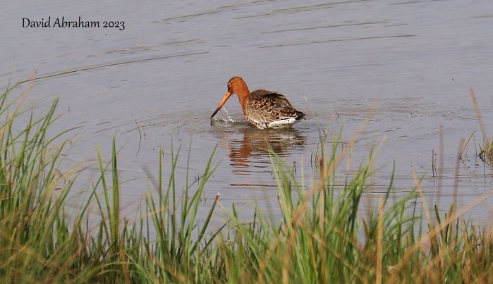 Black-tailed Godwit 