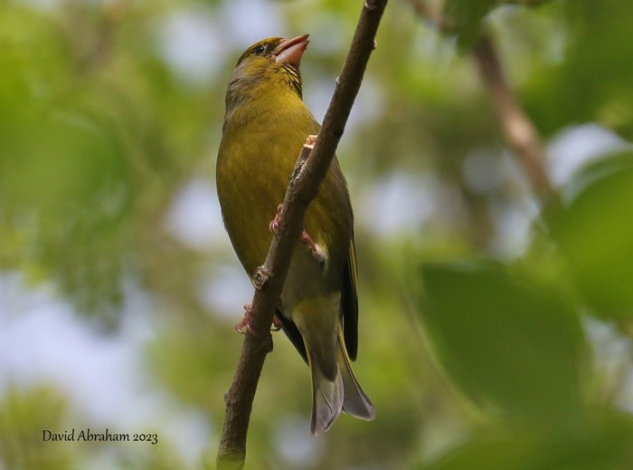 Greenfinch 