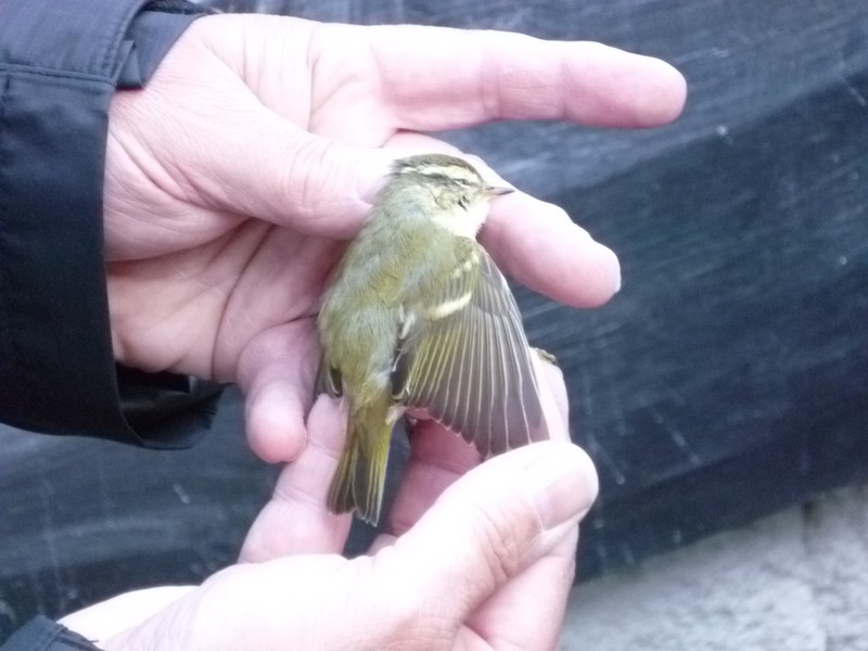 Yellow-browed Warbler
