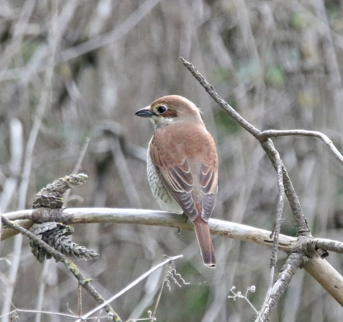 Red-backed Shrike