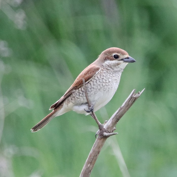 Red-backed Shrike