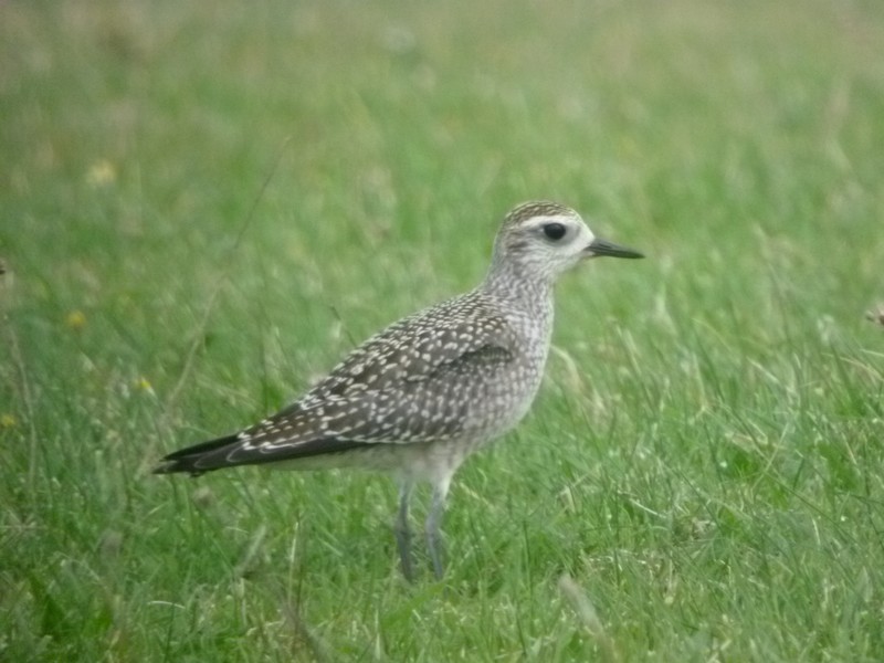 American Golden Plover