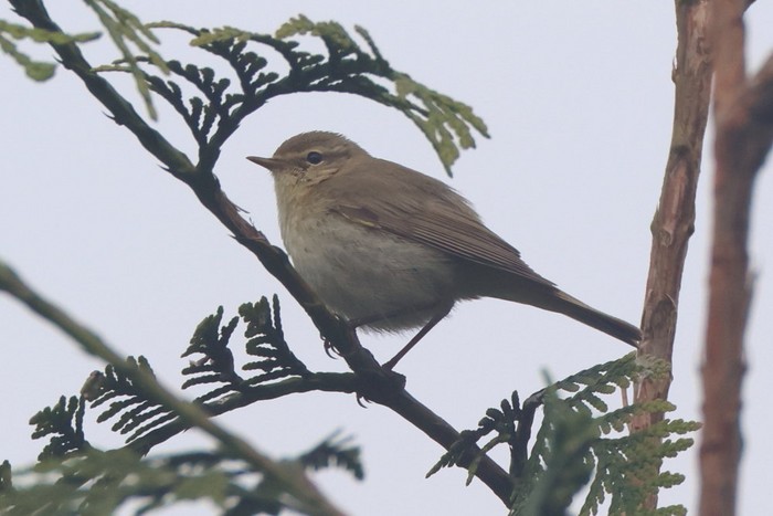 Iberian Chiffchaff