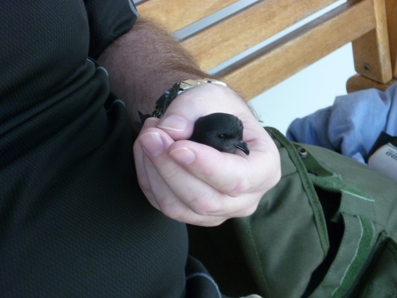 Storm Petrel
