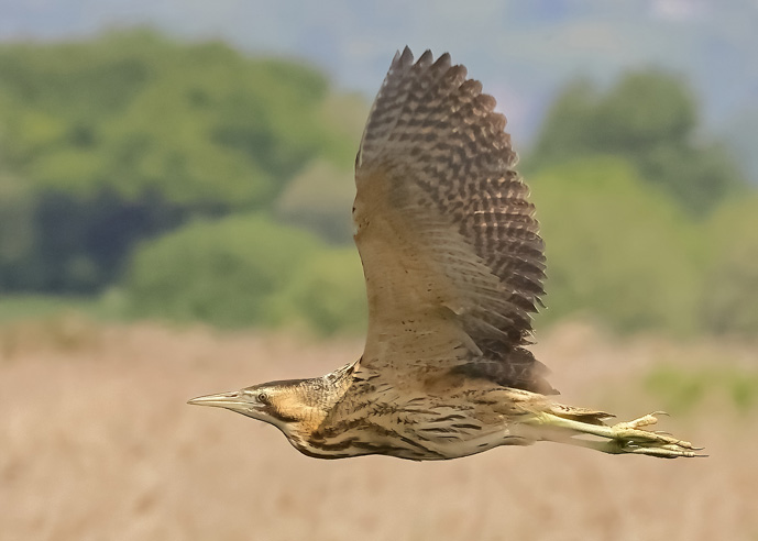 Bittern