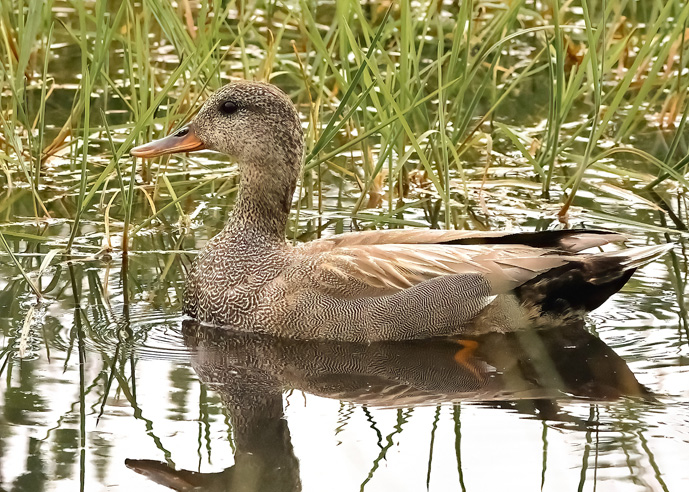 Gadwall