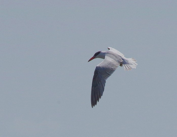 Caspian Tern