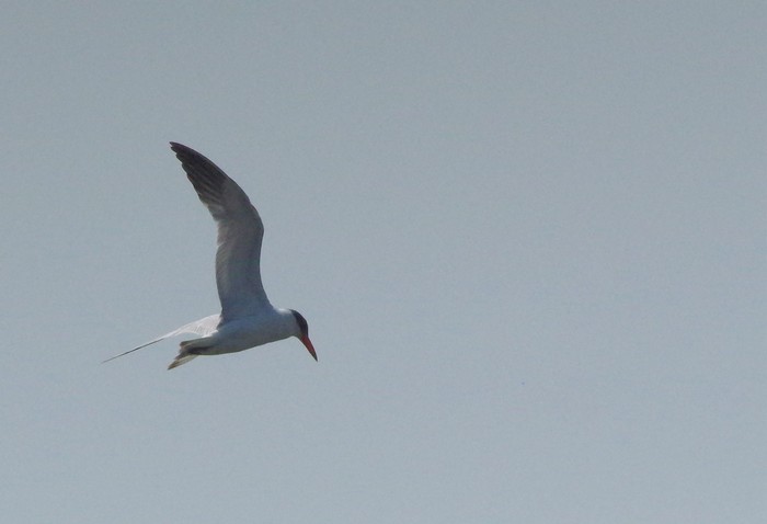 Caspian Tern