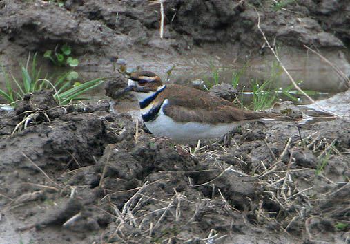 Killdeer