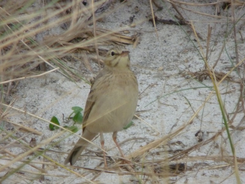 Tawny Pipit