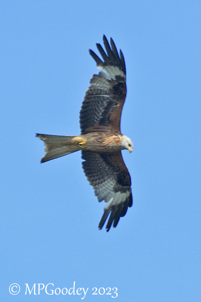 Red Kite
