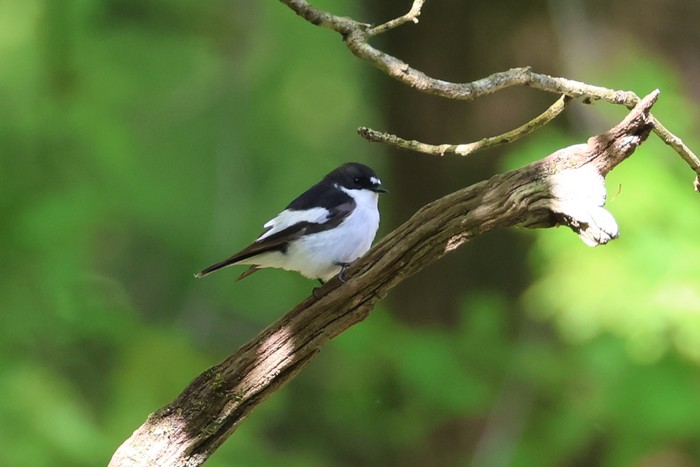 Pied Flycatcher