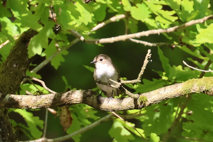 Pied Flycatcher