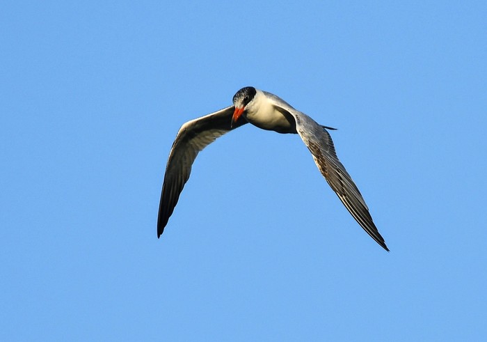 Caspian Tern