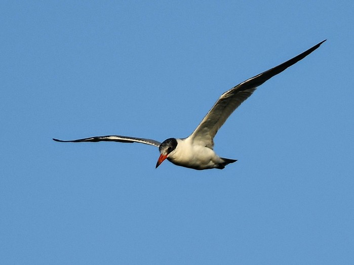 Caspian Tern