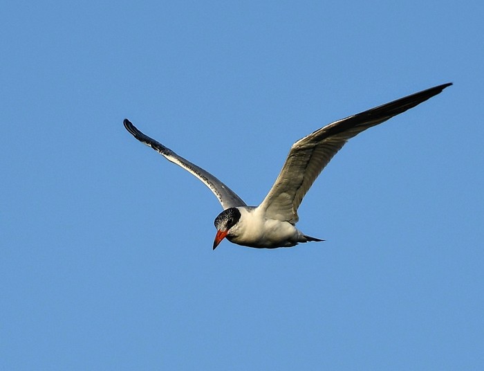 Caspian Tern