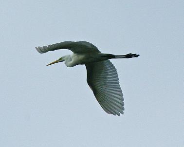Great White Egret