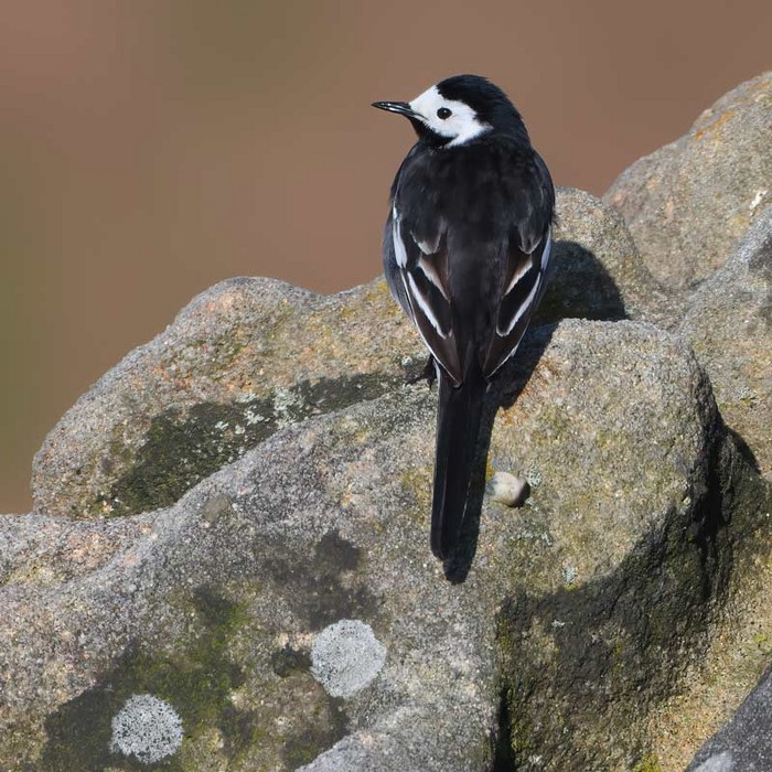 Pied Wagtail