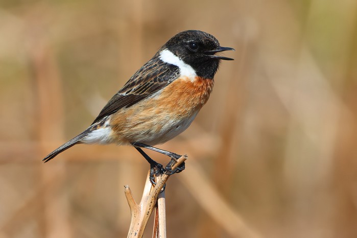 Stonechat
