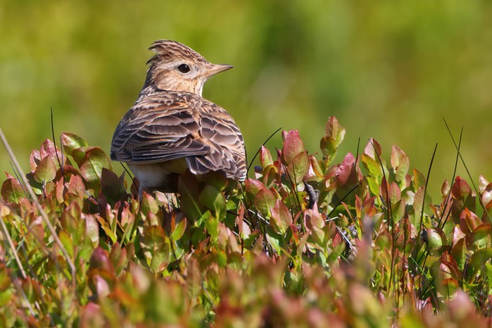 Skylark