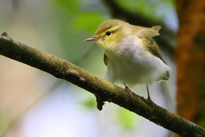 Wood Warbler