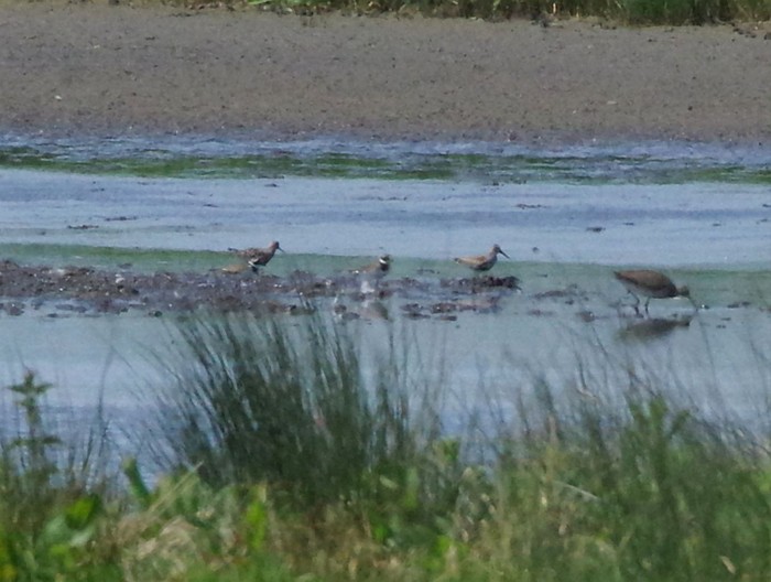 Curlew Sandpiper