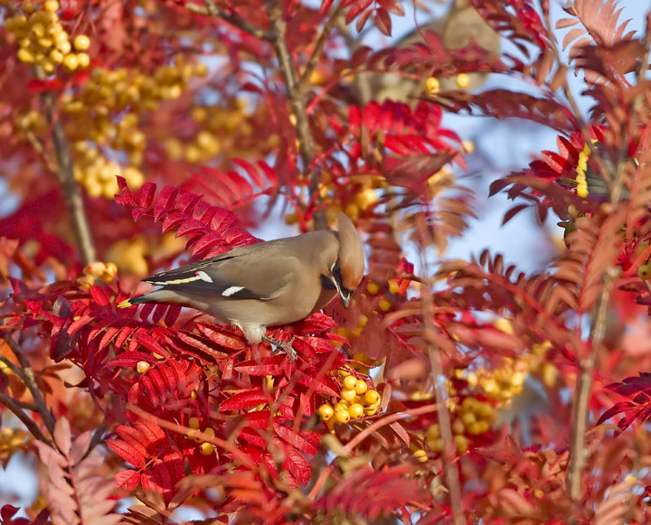 Waxwing