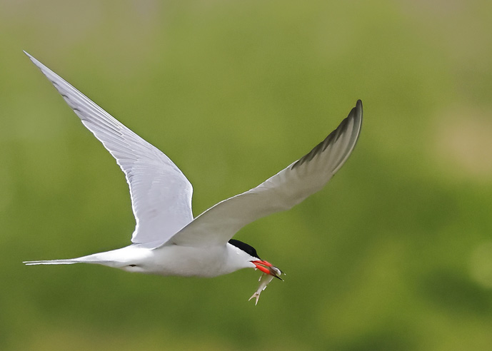 Common Tern