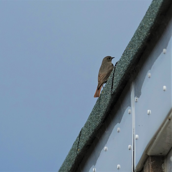 Black Redstart