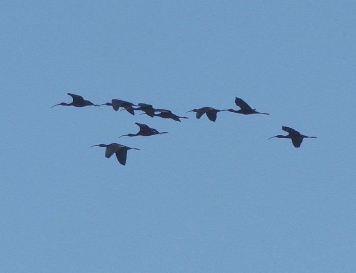 Glossy Ibis