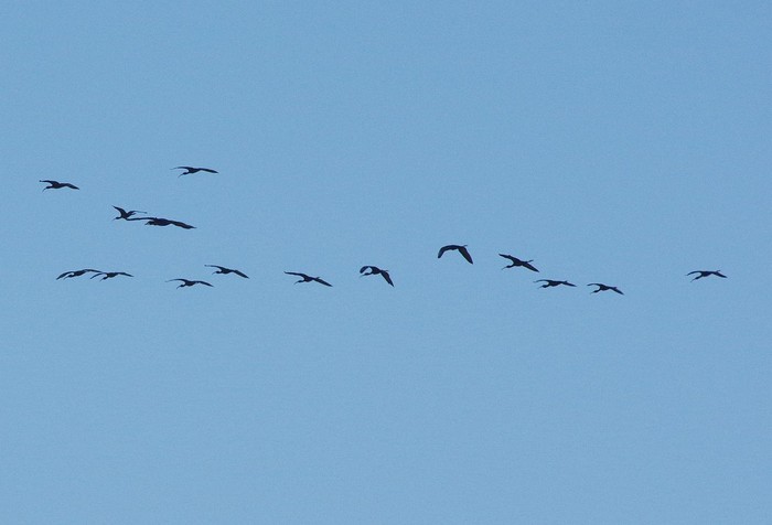 Glossy Ibis