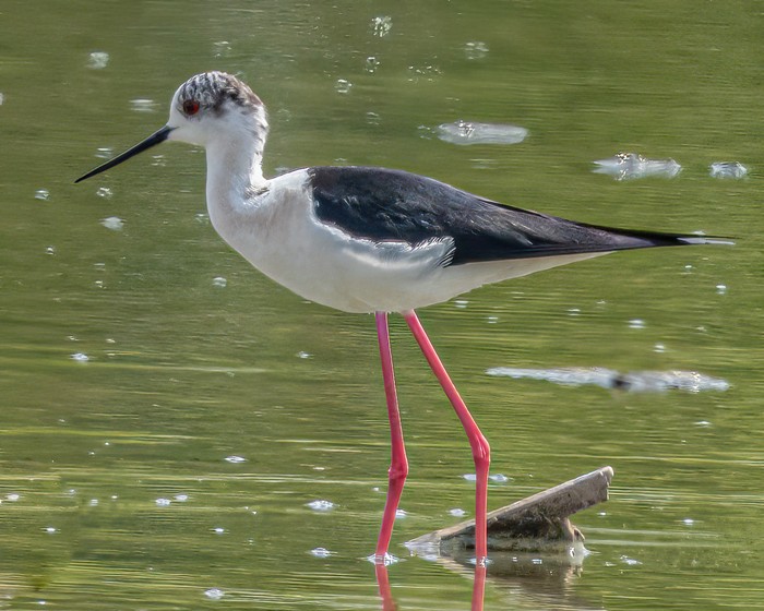 Black-winged Stilt